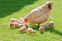 Mehr Tierwohl in der Nutztierhaltung!