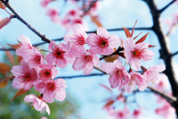 Frühling: Zeit zum Abnehmen und Entgiften