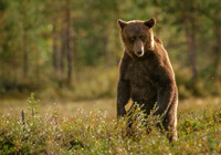 Der Bär in uns: was uns mit ihm verbindet