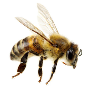 Bienen liefern mehr als Honig