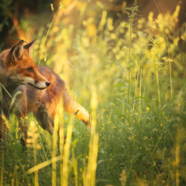 Der Heilungscode der Natur – Teil 2