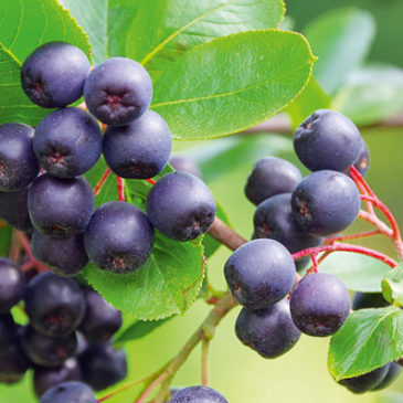 Wilde Beeren: Kleine bunte Kraftpakete