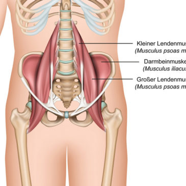 Hüftbeuger: schmerzfrei dank Osteopathie