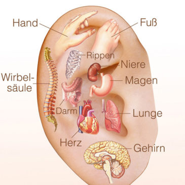 Ohrakupunktur nach Paul Nogier