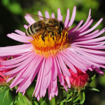 Ein Garten für Bienen, Hummeln und Co.