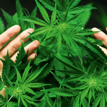 Weit unterschätzt? Cannabis als Medizin