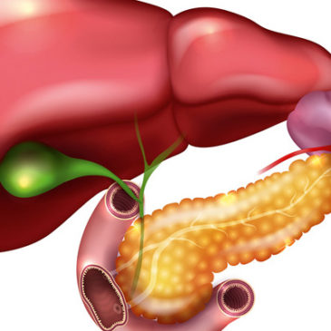 Stoffwechselmotor Bauchspeicheldrüse