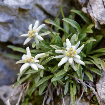 Königliche Bergblume im weißen Pelz