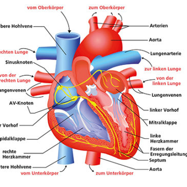 Das Herz: Zentrum unseres Lebens