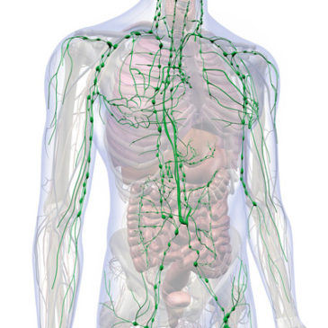 Natürliche Pflege für Ihr Lymphsystem