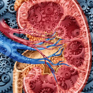 Nieren: Wissen Sie Bescheid?
