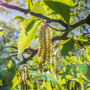 Mit Hornbeam gegen die Erschöpfung