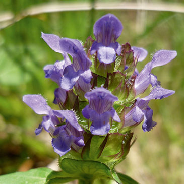 Blaue Blüten – nicht nur zur Wundheilung