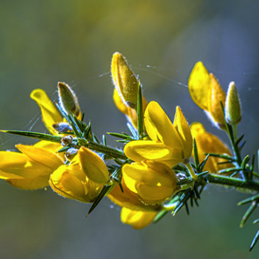 Neuer Antrieb durch die Hoffnungsblüte