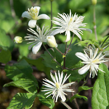 Clematis sorgt für neuen Antrieb