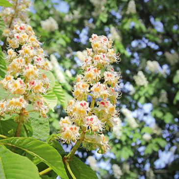 White Chestnut bei kreisenden Gedanken