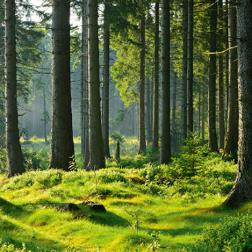 Grüne Seelen: Von der Weisheit der Natur