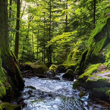 Von der Liebe zur Weisheit der Natur