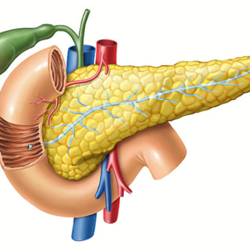 Das Pankreas: Zwei Organe in einem