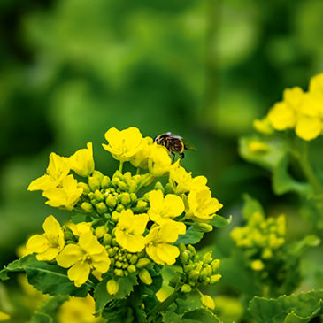 Mit Mustard raus aus der Depression