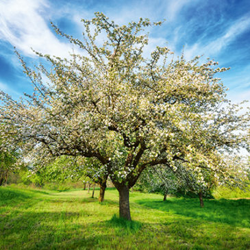 Obstwiese als Ort der Entspannung