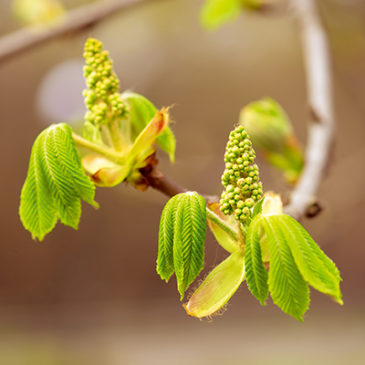 Mehr Konzentration dank Chestnut Bud