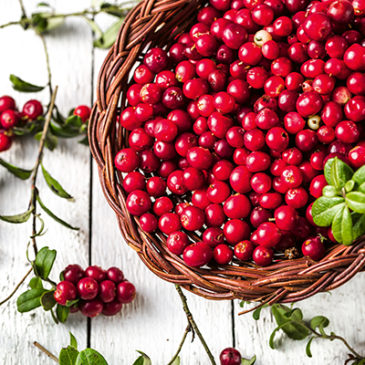 Preiselbeeren –  Helfer für die Blase