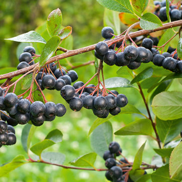 Aronia: Powerbeere mit Corona-Schutz