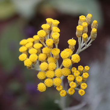 Immortelle heilt Haut, Schmerzen und Tränen