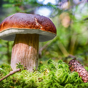 Das faszinierende Reich der Pilze