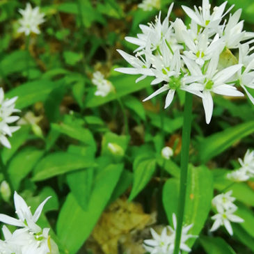 Mit Bärlauch ins Frühjahr starten