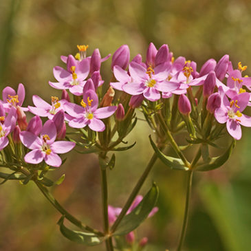 Centaury: Willensblüte für mehr Selbstfürsorge