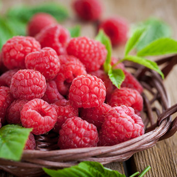 Leuchtend rote Beeren, aromatisch und begehrt