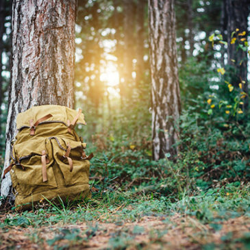 Der Wald weist Dir den Weg