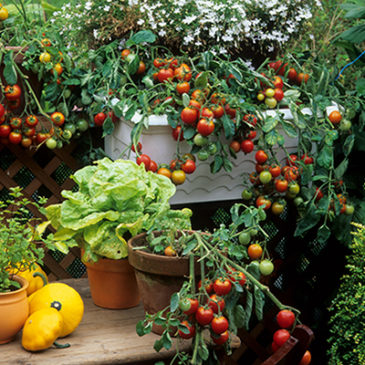 Biotope auf Balkon oder Terrasse