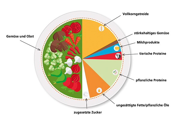 Kreis, Segmente der idealen Ernährung
