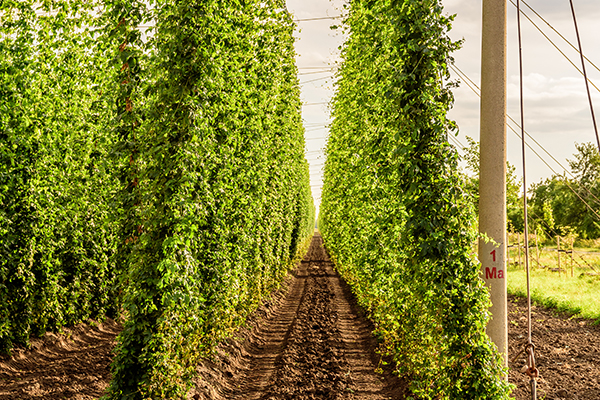 Hopfen-Anbau-Feld