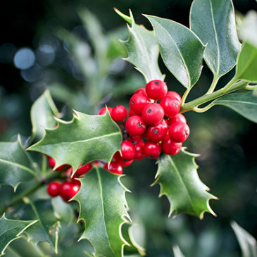 Holly: Mehr Sanftheit durch die Liebesblüte