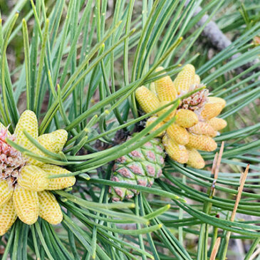 Pine: Raus aus der Schuldfalle!