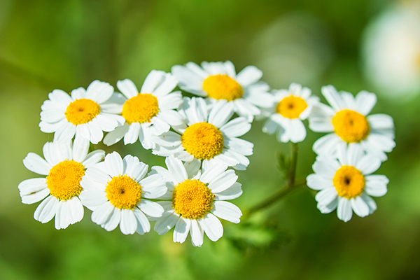 Mutterkraut-Blüten