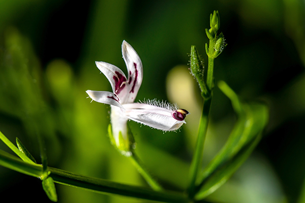 Weiße, lilienartige Blüte