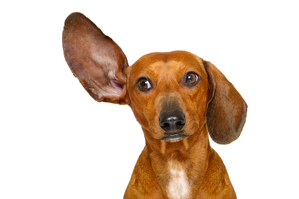 Hund mit aufgestelltem Ohr