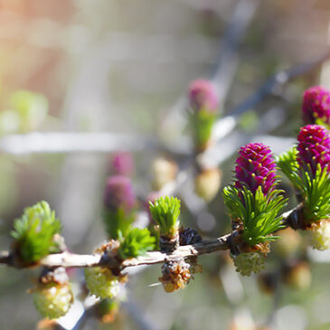 Mit Larch zu neuem Selbstvertrauen