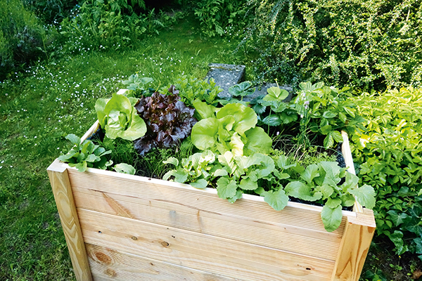 Hochbeet mit Gemüsepflanzen