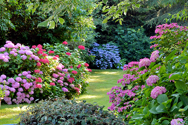 Blühende Hortensien in parkähnlichem Garten