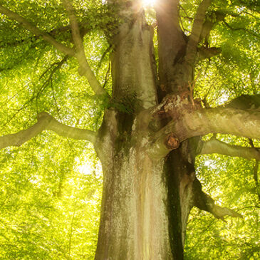 Im Wald die Sinne schulen