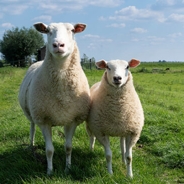 Wolle: Naturfaser mit langer Tradition