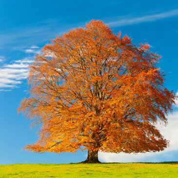 Beech: mehr Toleranz statt Reizbarkeit