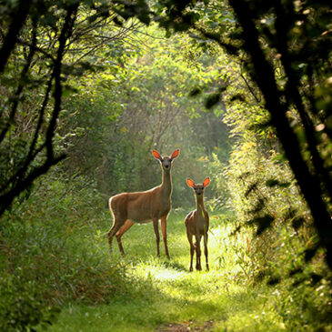 Warum unsere Seele den Wald kennt