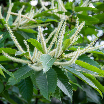 Sweet Chestnut, die „Erlöserblüte“